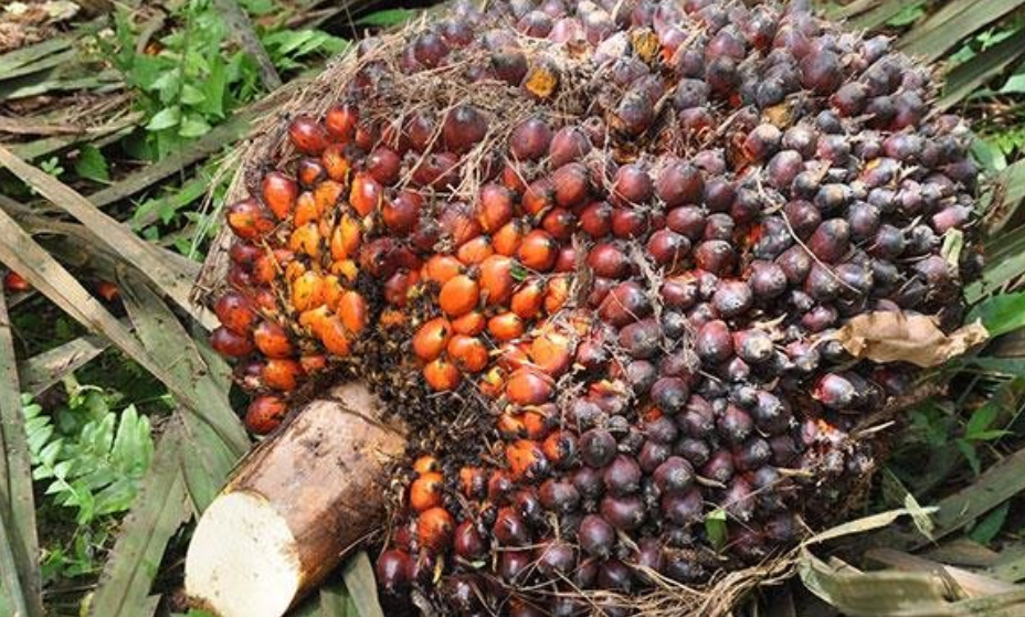 Current Processing Status of Empty Fruit Bunches in Malaysian Palm Oil Mills: Drying Fiber to Produce Fuel