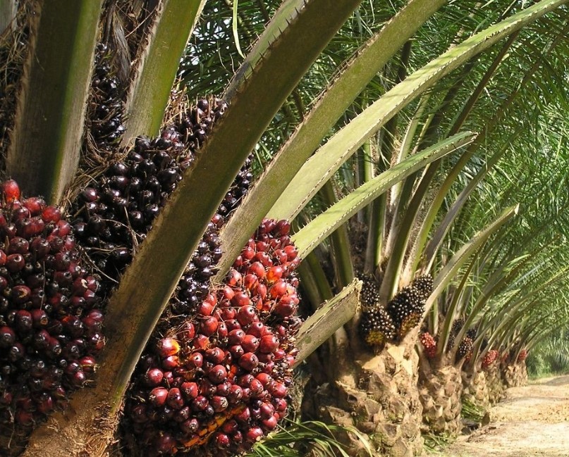 Treatment of Palm Oil Mill Sludge: A Comparative Analysis of Co-Treatment and Separate Processing with Regional Insights from Southeast Asia